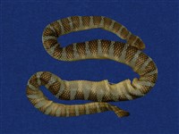 藏品(闊帶青斑海蛇)的圖片